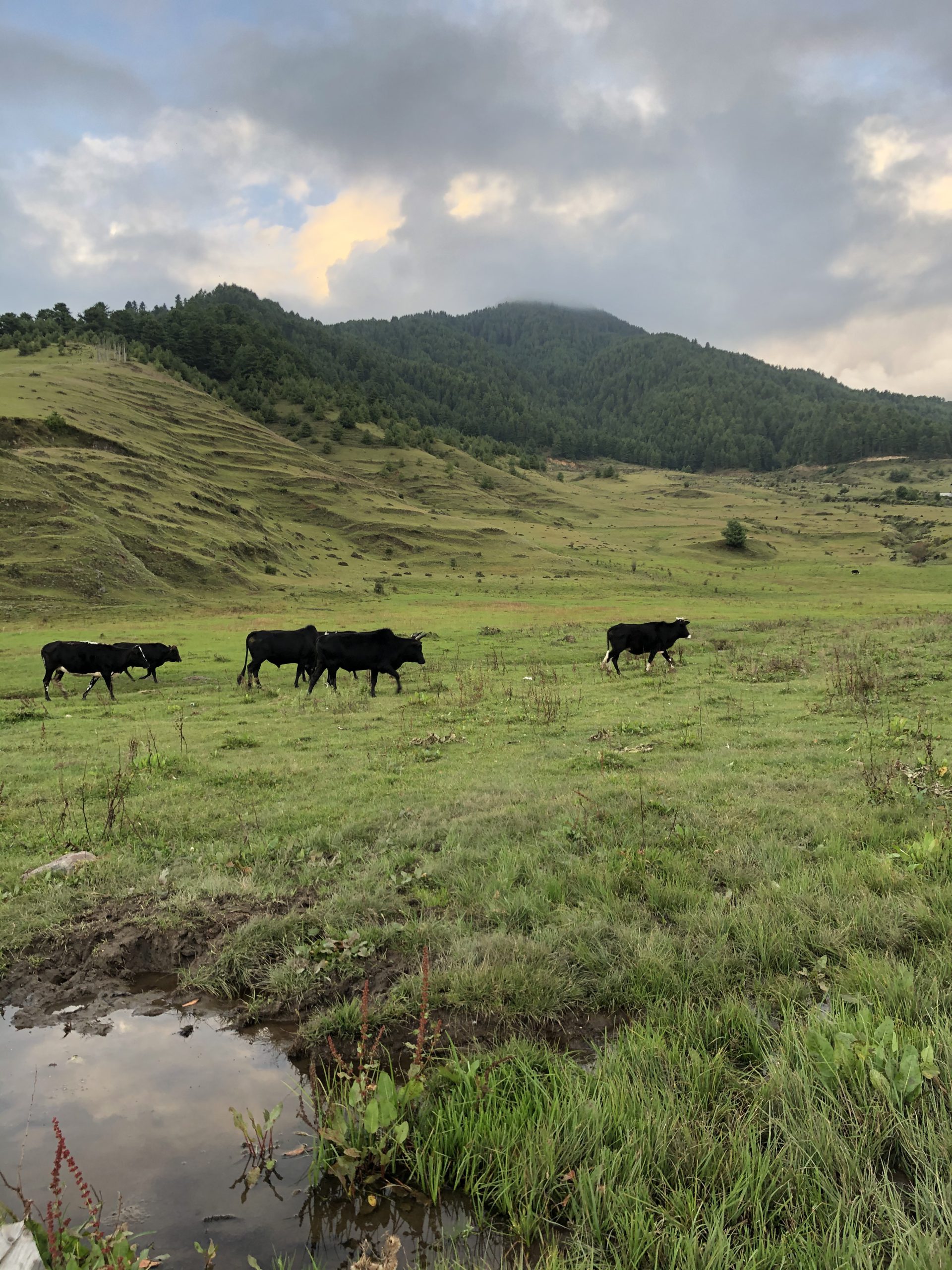 Cows in Phobjikha